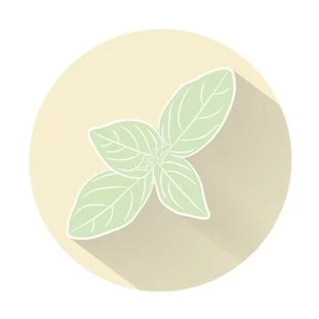 Vector fresh basil herbs. Aromatic leaves used to season meats, poultry, stew Illustrazione stock