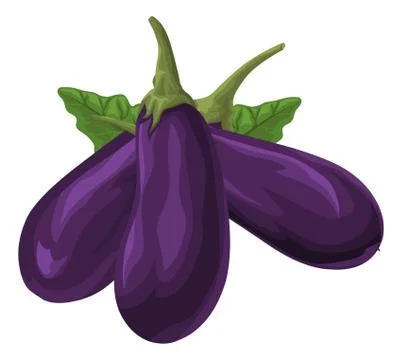 Vector of fresh brinjal. 库存插图