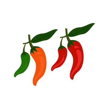 Vector fresh cayenne pepper from Indonesia Stock Illustration