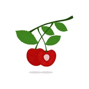 Vector of fresh cherries Stock Illustration