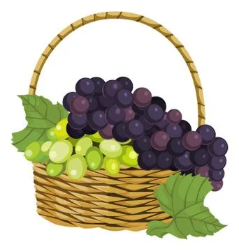 Vector of fresh grapes in basket. Stockillustratie