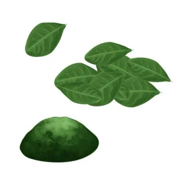 Vector fresh leaves on a white background, Sets for spices Stock Illustration