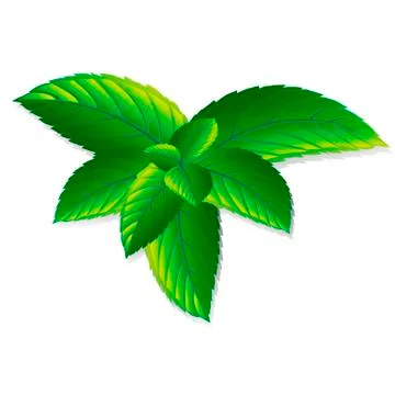 Vector fresh mint leave isolated. Menthol plant Stock Illustration
