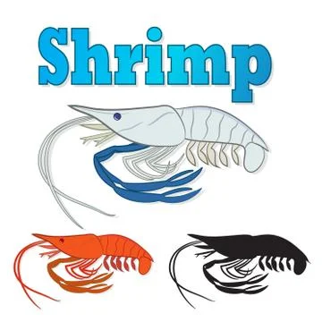 Vector Fresh river Prawn,Cooked Sea Shrimp Stock Illustration