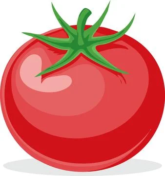 Vector of Fresh tomatoes isolated on white background healthy close up. Stock Illustration