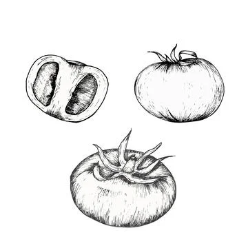 Vector fresh vegetables illustration. Hand drawn ink graphics food illustrati Stock Illustration