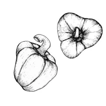 Vector fresh vegetables illustration. Hand drawn ink graphics food illustra.. Stock Illustration