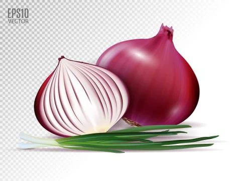 Vector fresh whole and half red onion bulbs with green onions close up isolated Иллюстрация