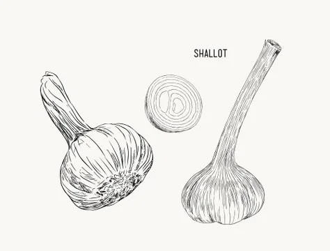 Vector Fresh Whole and Sliced Red Onion Bulbs, hand draw sketc vector. Stock Illustration