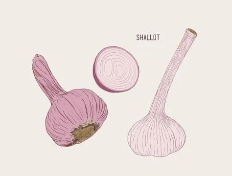 Vector Fresh Whole and Sliced Red Onion Bulbs, hand draw sketc vector. Stock Illustration