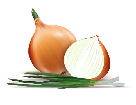 Vector fresh whole and sliced yellow onion bulbs with green onions close up 스톡 일러스트