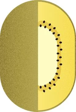 Vector fruit helf Golden Kiwi cartoon vector illustration isolated object Stock Illustration