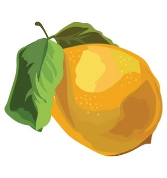 Vector fruit-Lemon Stock Illustration