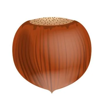 Vector Full Unpeeled Realistic Hazelnut Close up Isolated on White Background Stock Illustration