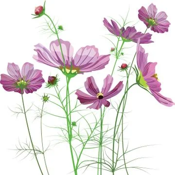 Vector garden flowers Stock Illustration