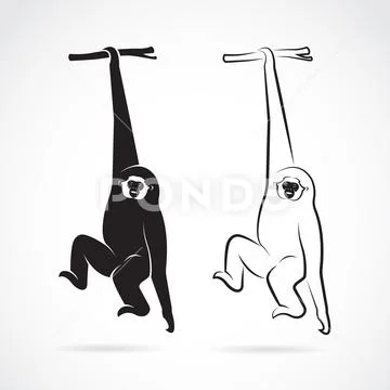 Vector of a gibbon on a white background. Wild Animals. Stock Illustration