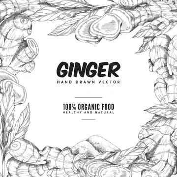 Vector ginger set with root, slice pieces, powder and leaves in square border. Stock Illustration