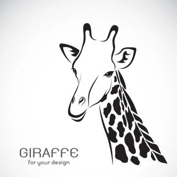 Vector of a giraffe head on white background, Wild Animals. Stock Illustration