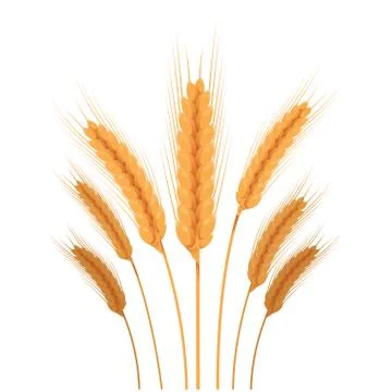 Vector Gold wheat Stock Illustration