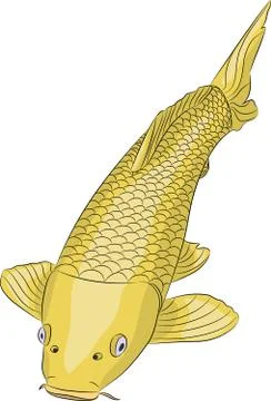 Vector golden carp fish. Stock Illustration