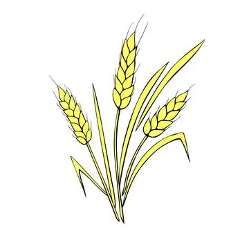 Vector golden spikelet of wheat isolated on white background. Hand drawn colo Stock Illustration