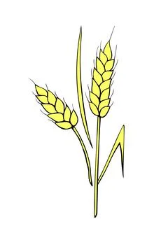Vector golden spikelet of wheat isolated on white background. Hand drawn colo Stock Illustration