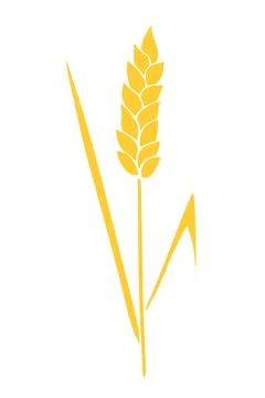 Vector golden spikelet of wheat isolated on white background. Hand drawn colo Stock Illustration