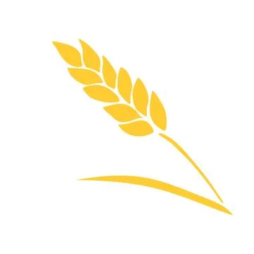 Vector golden spikelet of wheat isolated on white background. Hand drawn co.. Stock Illustration
