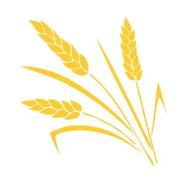 Vector golden spikelet of wheat isolated on white background. Hand drawn colo Stock Illustration