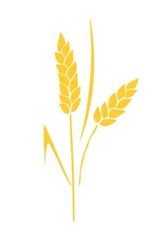 Vector golden spikelet of wheat isolated on white background. Hand drawn co.. Illustrazione stock
