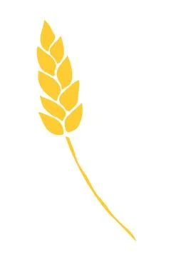 Vector golden spikelet of wheat isolated on white background. Hand drawn co.. Stock Illustration