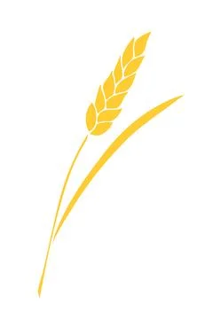 Vector golden spikelet of wheat isolated on white background. Hand drawn co.. Stock Illustration