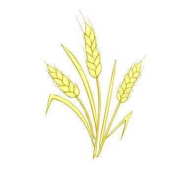Vector golden spikelet of wheat isolated on white background. Hand drawn co.. Stock Illustration
