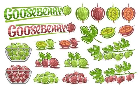Vector Gooseberry Set Illustrazione stock