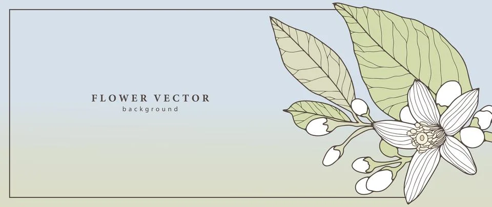 Vector gradient floral background with white flower and green leaves. Stock Illustration