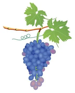 Vector grape cluster Stock Illustration