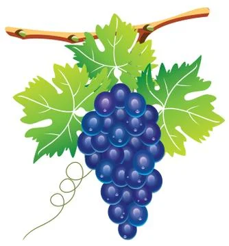 Vector grape cluster Stock Illustration