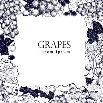 Vector grape frame. Can be use for background, design, invitation, banner, .. Stock Illustration