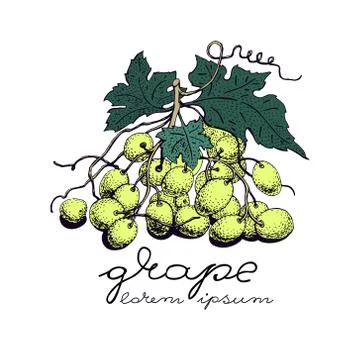 Vector grape illustration. Can be use for background, design, invitation, b.. Stock Illustration