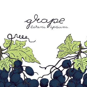 Vector grape illustration. Can be use for background, design, invitation, b.. Stock Illustration