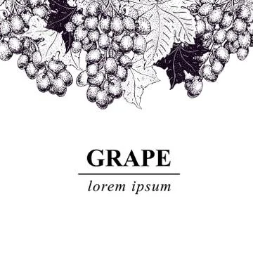 Vector grape illustration. Can be use for background, design, invitation, b.. Stock Illustration