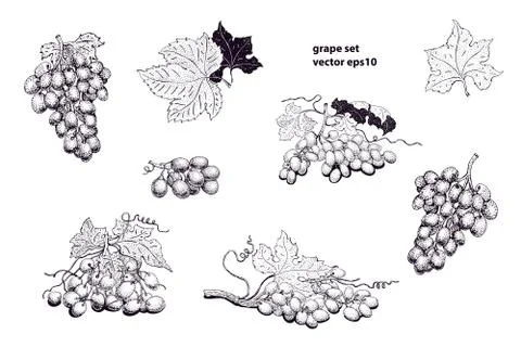 Vector grape set illustrations. Can be use for background, design, invitati.. Stock Illustration
