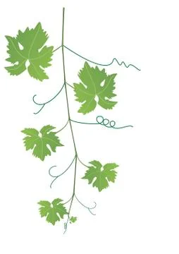 Vector grape vine Stock Illustration