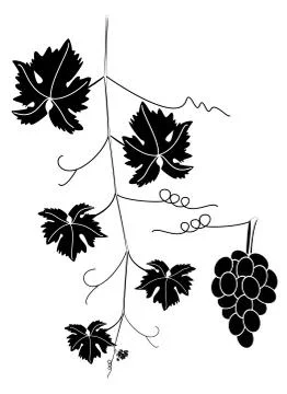 Vector grape vine Stock Illustration