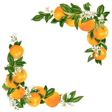 Vector grapefruit branches in a frame decoration Stock Illustration