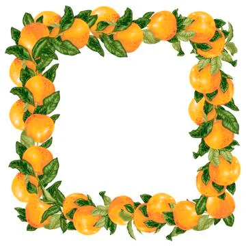 Vector grapefruit branches in a frame decoration Stock Illustration