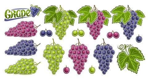 Vector Grapes Set Stock Illustration