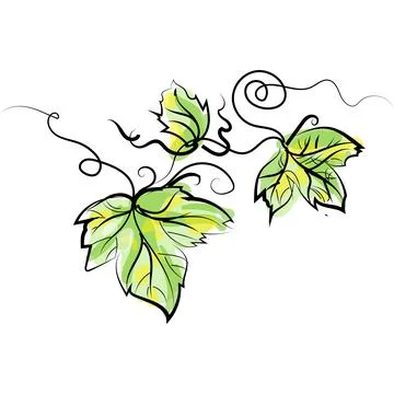 Vector grapevine branch with leaves illustration on white Stock Illustration