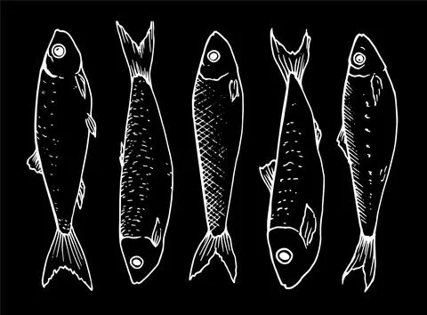 Vector graphic collection of small sprat fish drawn in the style of linear art Stock Illustration
