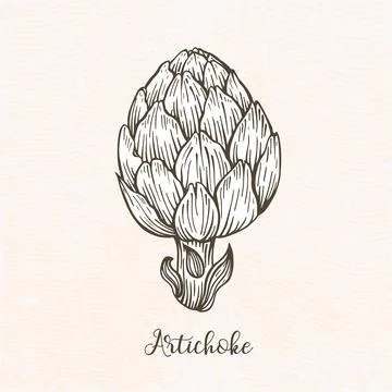 Vector graphic drawing of an artichoke Stock Illustration